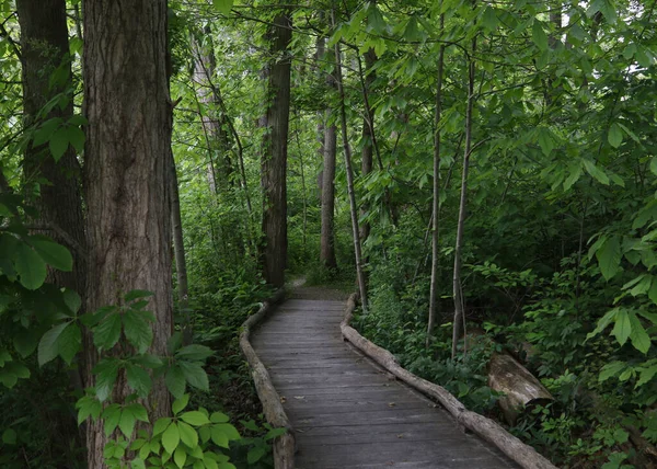 Sentier Nature Réservation Chagrin Nord Willoughby Hills Ohio — Photo