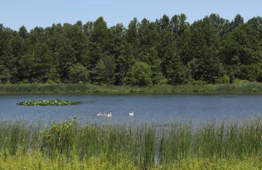 Trompetçi Kuğu Ailesi Sandy Ridge Rezervasyonunda, Kuzey Ridgeville, Ohio