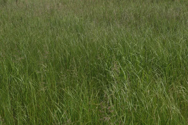 Großaufnahme Von Etwas Sehr Hohem Gras — Stockfoto