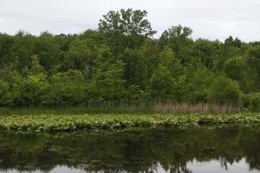Kuzey Chagrin Reservation, Mayfield, Ohio 'da bataklık