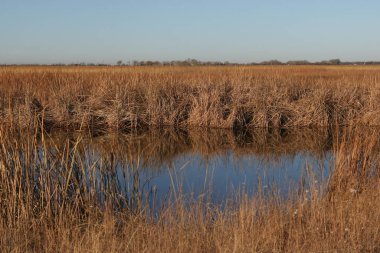 Kuru otların ortasında küçük bir su göleti.