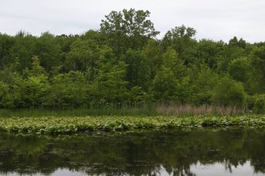 Kuzey Chagrin Reservation, Mayfield, Ohio 'da bataklık