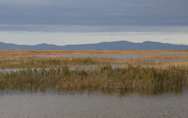 Grassig Wetland Bij Bear River Migratory Bird Refuge Utah — Stockfoto