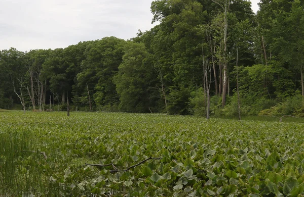 Wetland North Chagrin Reservation Mayfield Ohio — Fotografia de Stock