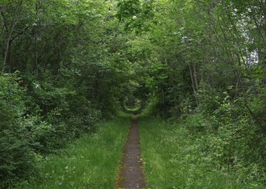 Presque Adası Eyalet Parkı, Pennsylvania 'da doğa yolu.