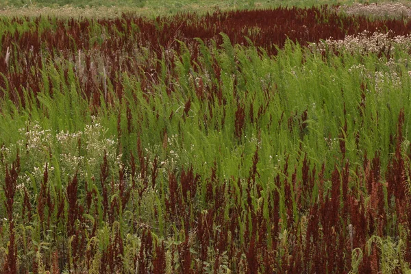 Ein Feld Aus Bunten Gräsern — Stockfoto