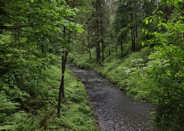 Typowy Krajobraz Silver Falls State Park Oregon — Zdjęcie stockowe