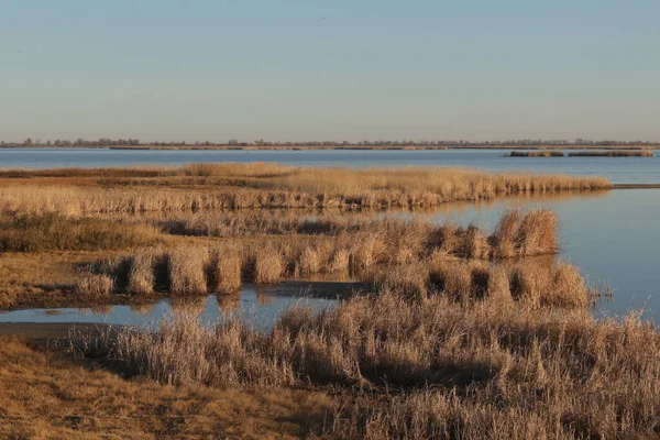 Little Salt Marsh 'ta Sonbahar, Quivera Ulusal Vahşi Yaşam Sığınağı, Kansas
