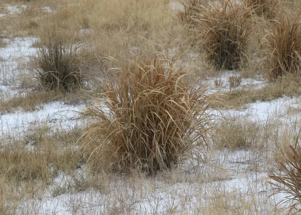 Nahaufnahme Eines Büschels Trockenen Grases Auf Einer Verschneiten Prärie — Stockfoto