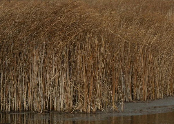 池の端にある背の高い黄金の草の閉鎖 — ストック写真
