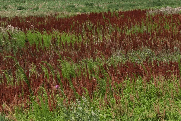Interessante Vegetationsmischung Auf Einem Brachliegenden Feld — Stockfoto