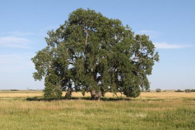 Güney Dakota 'daki Lacreek Ulusal Vahşi Yaşam Sığınağı' nda bir çayırın ortasında yalnız bir ağaç.