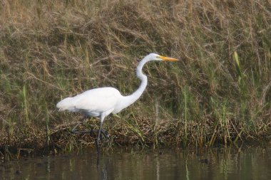 Büyük Egret (ardea alba)