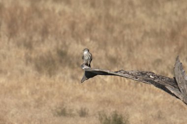 Merlin (falco columbarius) büyük bir dalın ucunda oturuyor
