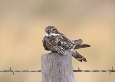 Yaygın Nighthawk (kordeiles minor)