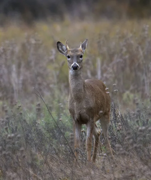 Witstaarthert Mannetje Odocoileus Virginianus — Stockfoto