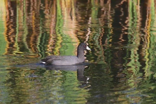 Coot Americano Fulica Americana — Fotografia de Stock