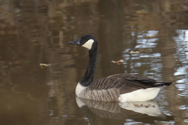 Kanadyjska Gęś Branta Canadensis — Zdjęcie stockowe