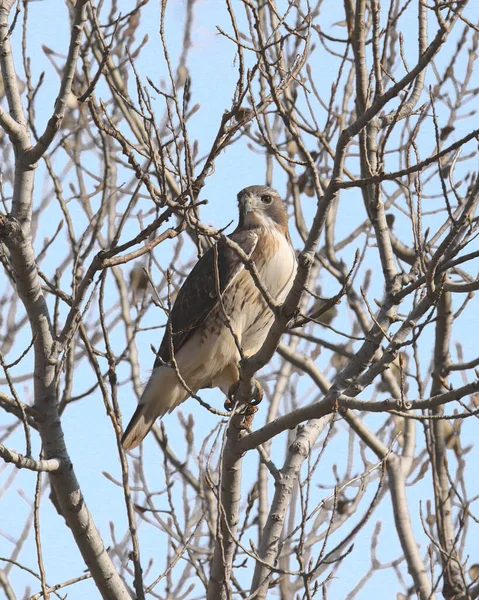 Falcão Cauda Vermelha Buteo Jamaicensis — Fotografia de Stock