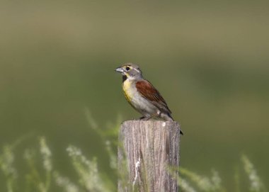 Bir çit direğine tünemiş Dickcissel (spiza americana)
