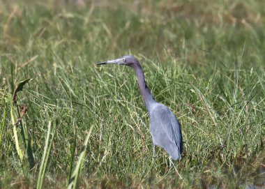 Küçük mavi balıkçıl (egretta caerulea)