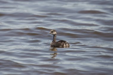 Eared Grebe (juvenile) (podiceps nigricollis)