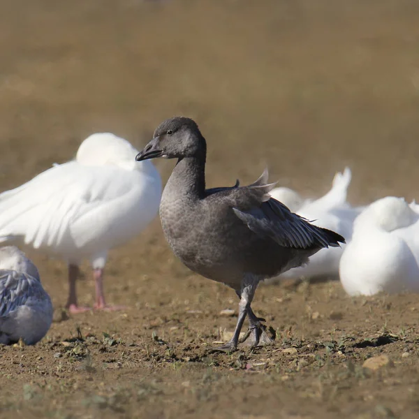 Snow Goose Blue Morph Immature — Stock Photo, Image