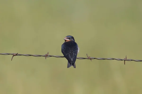 Barn Swallow Hirundo Rustica — Stock Photo, Image
