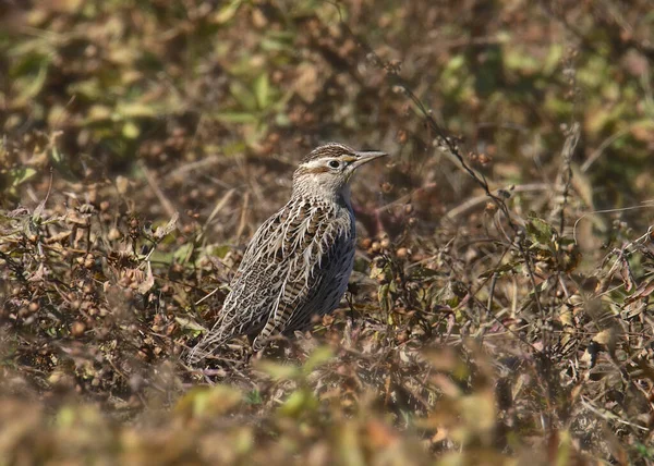 Meadowlark Orientale Sturnella Magna — Foto Stock