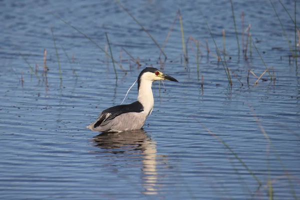 Μαύρο Στεφανωμένο Νύχτα Ήρων Nycticorax Nycticorax — Φωτογραφία Αρχείου