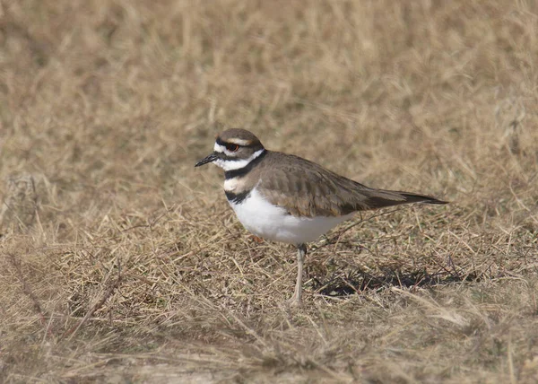 Killerwild Charadrius Vociferus Steht Trockenem Gras — Stockfoto