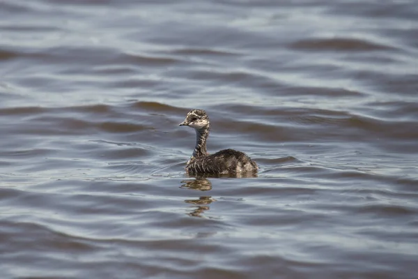 Ušní Grebe Nedospělý Podiceps Nigricollis — Stock fotografie