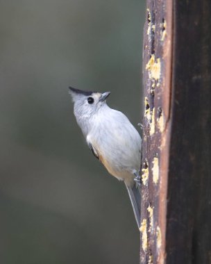 Siyah ibikli Titmouse (baeolophus atricristatus)