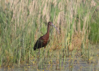 Beyaz yüzlü Ibis (plegadis chichi)