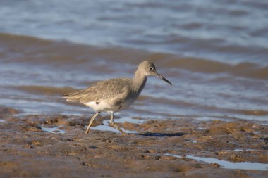 Willet (üreme karşıtı) (tringa semipalmata))