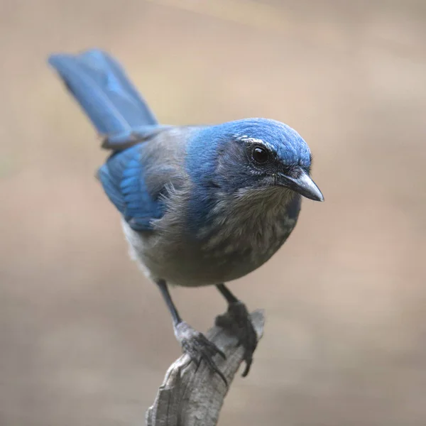 Woodhouse Scrub Jay — Stock fotografie