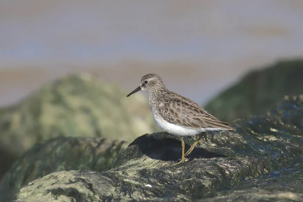 Menos Sandpiper Não Reprodutores Calidris Minutilla — Fotografia de Stock