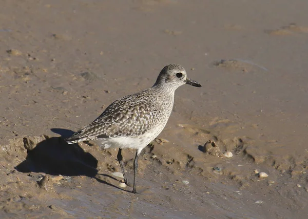 Plover Barriga Preta Não Reprodutores Pluvialis Squatarola — Fotografia de Stock