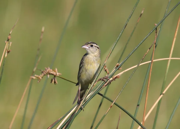 Bobolink Vrouwelijk Dolichonyx Oryzivorus — Stockfoto