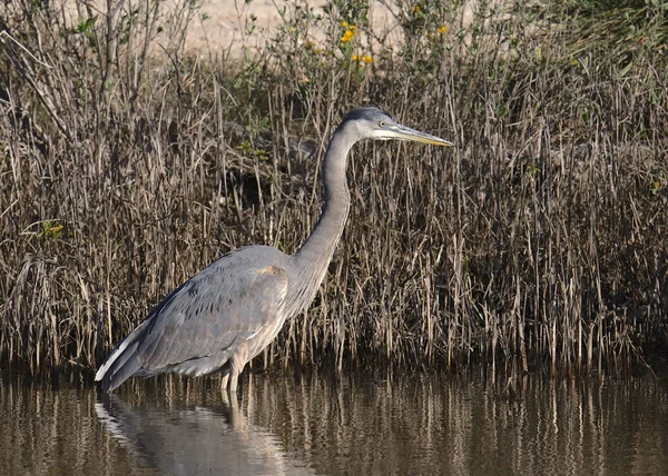 Velká Modrá Volavka Ardea Herodias — Stock fotografie