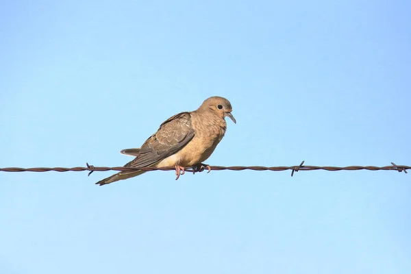 Mourning Dove Zenaida Macroura — Stock Photo, Image