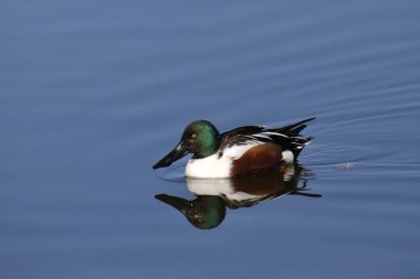 Northern Shoveler (male) (spatula clypeata) swimming in a pond