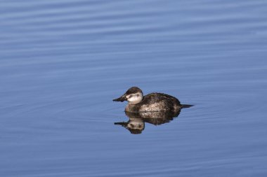 Ruddy Duck (dişi) (oxjura jamaicensis) bir gölde yüzüyor