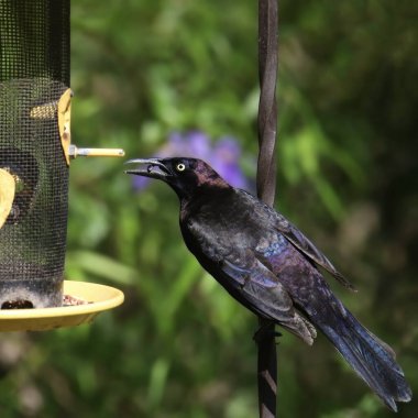 Common Grackle (male) (quiscalus quiscula) clinging to a bird feeder pole clipart