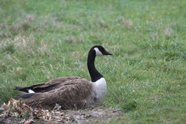 Kanada Kaz (branta canadensis) çimenli bir çimenlikte oturuyor