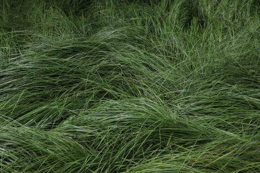 Çok uzun ve sık otların yakınına. 