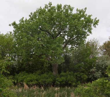 Doğu Cottonwood Ağacı (populus deltoides))