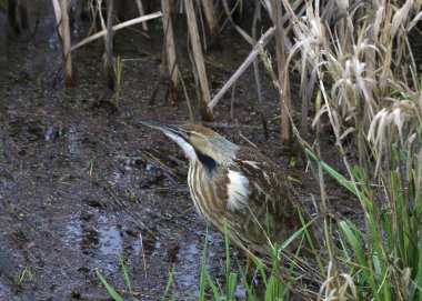Amerikan Bittern (botaurus lenginosus) bazı uzun otlarda yiyecek arıyor