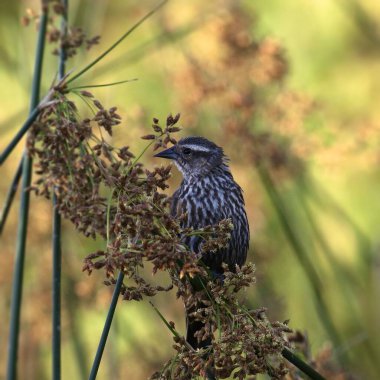 Kırmızı kanatlı Karatavuk (dişi) (agelaius phoeniceus) bazı ortak sazlıklara tünemiştir.