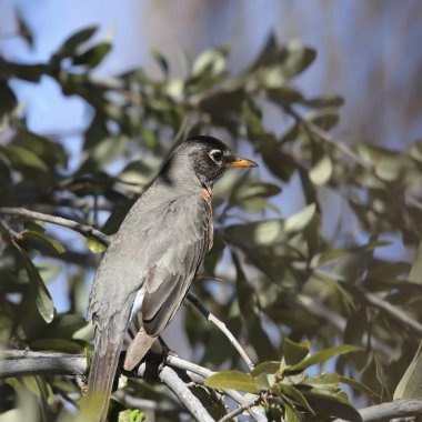 Amerikalı Robin (turdus migratorius) yapraklı bir ağaca tünemiştir.